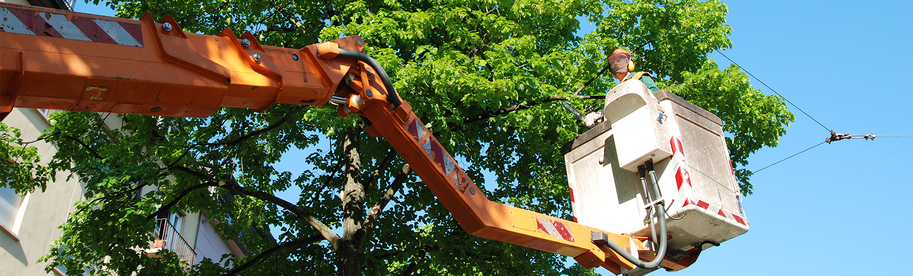 Valrico Tree Removal | Advanced Tree Service