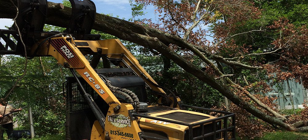 Valrico Tree Removal | Advanced Tree Service